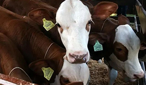 暫停28天后，巴西牛肉重返中國市場！