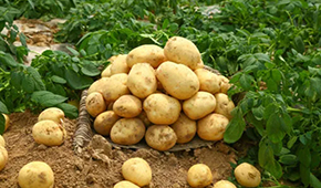 狼牙鍋巴、珍珠土豆、芝士焗土豆…掘金小吃供應鏈，小土豆“長成”大產業