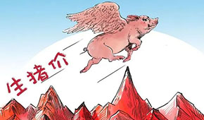 豬價(jià)連漲，有望“破9沖10”？牧原、溫氏、德康：下半年會(huì)更好