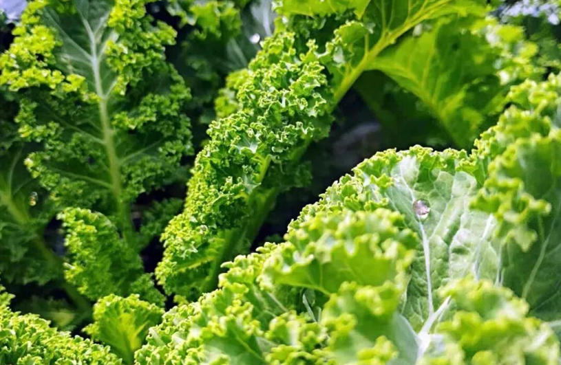 白象、袁記、三全、思念…紛紛盯上羽衣甘藍(lán)，“超級(jí)植物”開始席卷速凍食品？